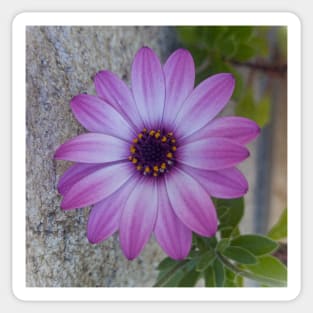 purple flower Sticker